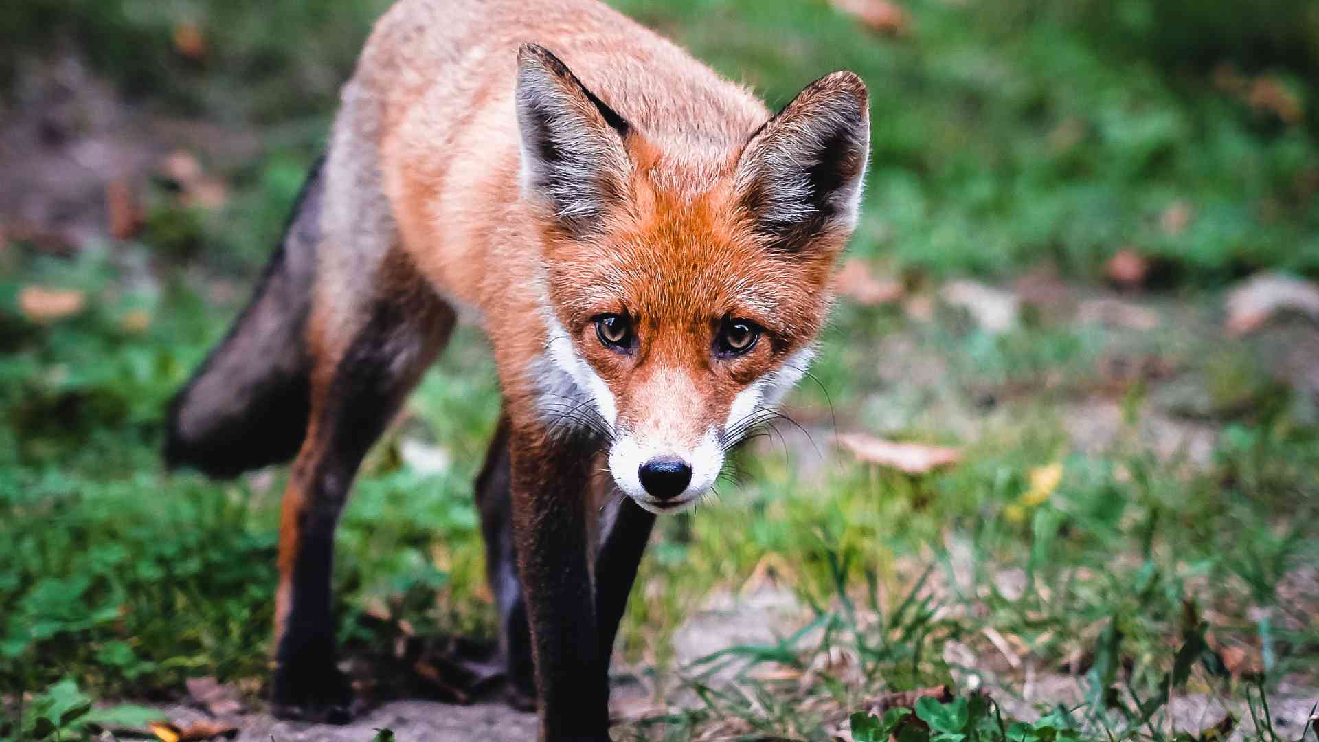 Foxbit acelera no Brasil em parceria estratégica com a NovaDAX e alcança a Binance em volume
